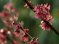 Hamamelis Amethyst 2016 01 23 9029
